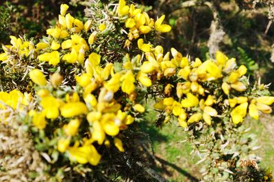 Close-up of yellow flowers