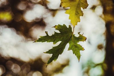 Close-up of maple leaves on tree
