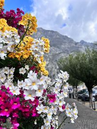 Low angle view of flowering plants against sky