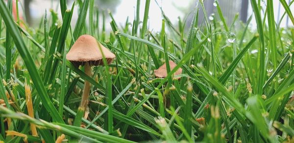 Close-up of mushroom growing on field