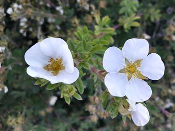 Close-up of flowers blooming outdoors