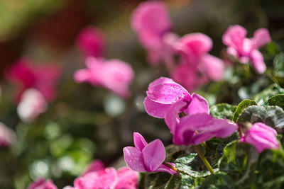 Close-up flower of a cyclamen plant  with drops of water. selective focus. 