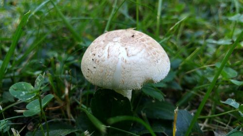 Close-up of mushrooms growing on field