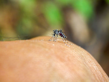 Aedes aegypti, the yellow fever mosquito biting on a man