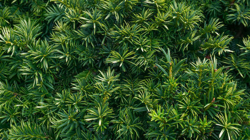 Full frame shot of green plants