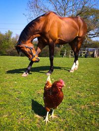 Horse grazing on field