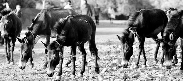 Donkeys grazing in a field