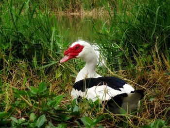 View of a bird on field