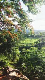 Trees in forest