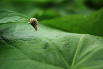 Close-up of insect on leaves