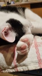 Close-up of cat resting on bed