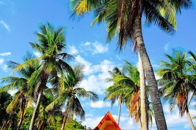 Low angle view of palm trees against sky