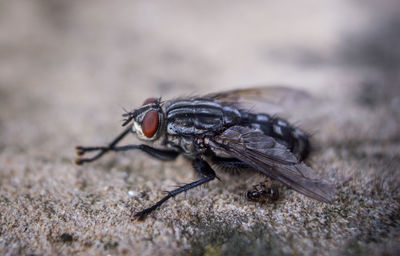 Close-up of insect