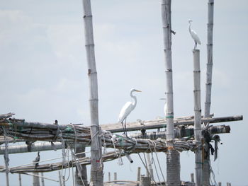 Cranes perching on incomplete pier against sky