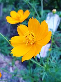 Close-up of yellow flowering plant