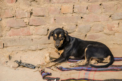 High angle view of dog on street