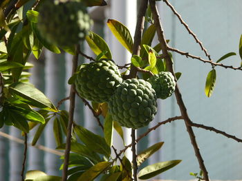 Close-up of fruit growing on tree