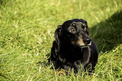 Black dog looking away on grass