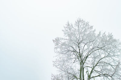 Low angle view of bare tree against clear sky