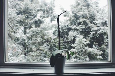 Close-up of plants on window sill