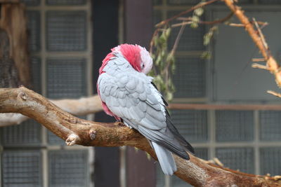 Close-up of parrot perching in cage