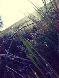 Close-up of grass against sky