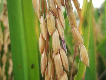 Close-up of crop growing on field