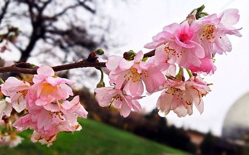 Close-up of pink flowers blooming on tree