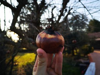 Close-up of hand holding apple against trees