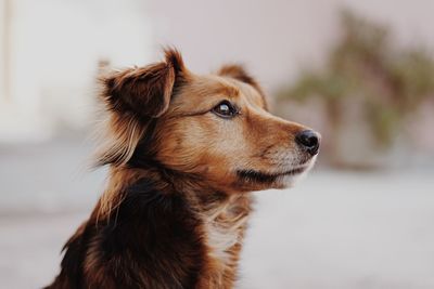 Close-up of dog looking away