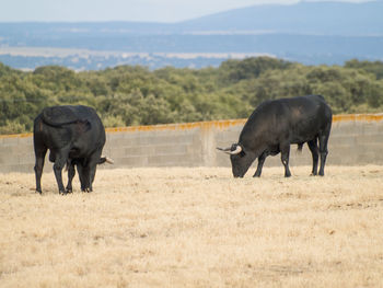 Two horses on grass