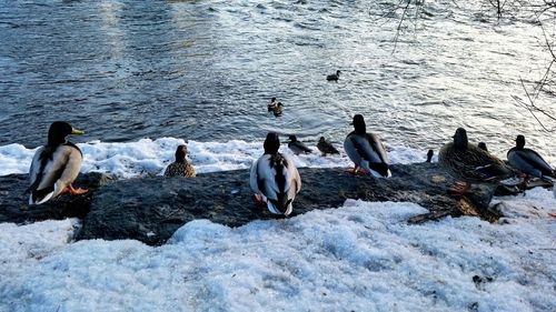 High angle view of ducks swimming on lake during winter