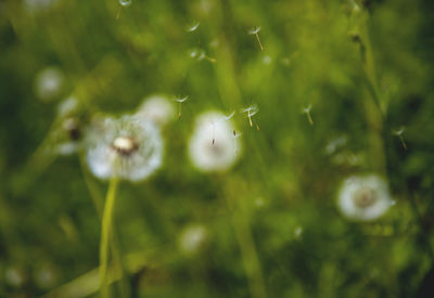 Close-up of flower against blurred background