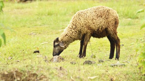 Sheep grazing in a field sheep green green grass morning animal one animal outdoor 