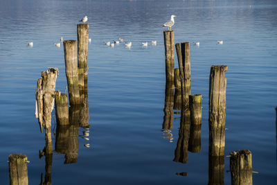 Wooden poles with seagulls reflecting on the water