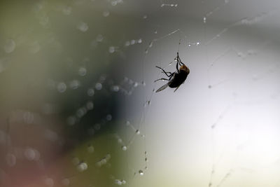 Close-up of spider on web