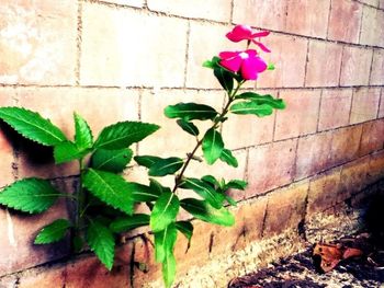 Close-up of flowers blooming in garden