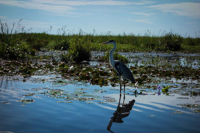 High angle view of gray heron on lake