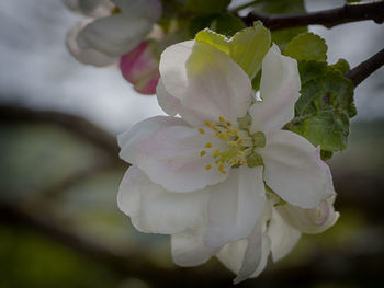 Close-up of white rose flower