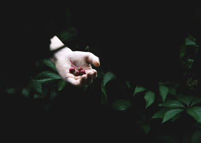 Cropped hand of man holding fruits against plants