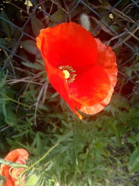 Close-up of red poppy flower