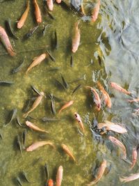 High angle view of koi carps swimming in lake