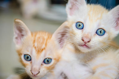 Close-up of kittens at home