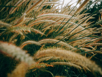 Full frame shot of plants growing on field