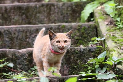 Portrait of cat