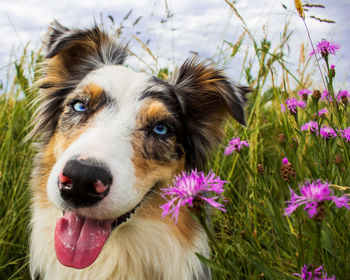 Close-up of dog on field