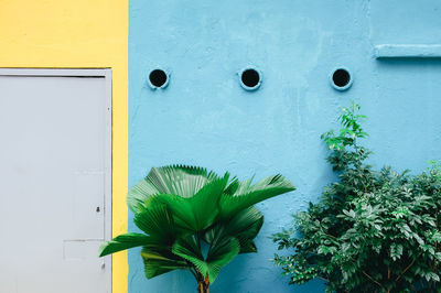 Plants growing outside building