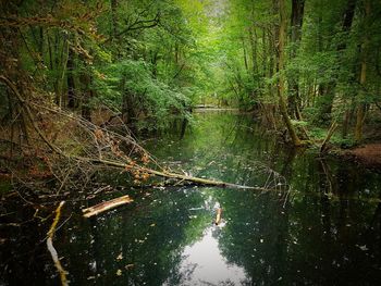 Scenic view of lake in forest