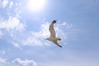 Low angle view of seagull flying