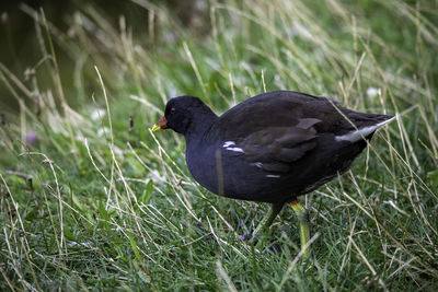 Close-up of a duck on field